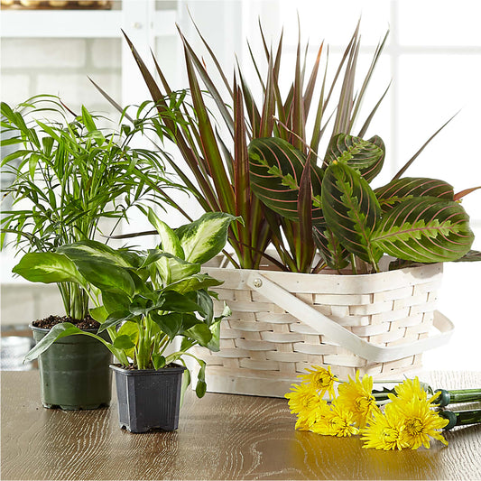 Florist Designed Blooming and Green Plants in a Basket –  Flowers On The Vine - Parma, Parma OH